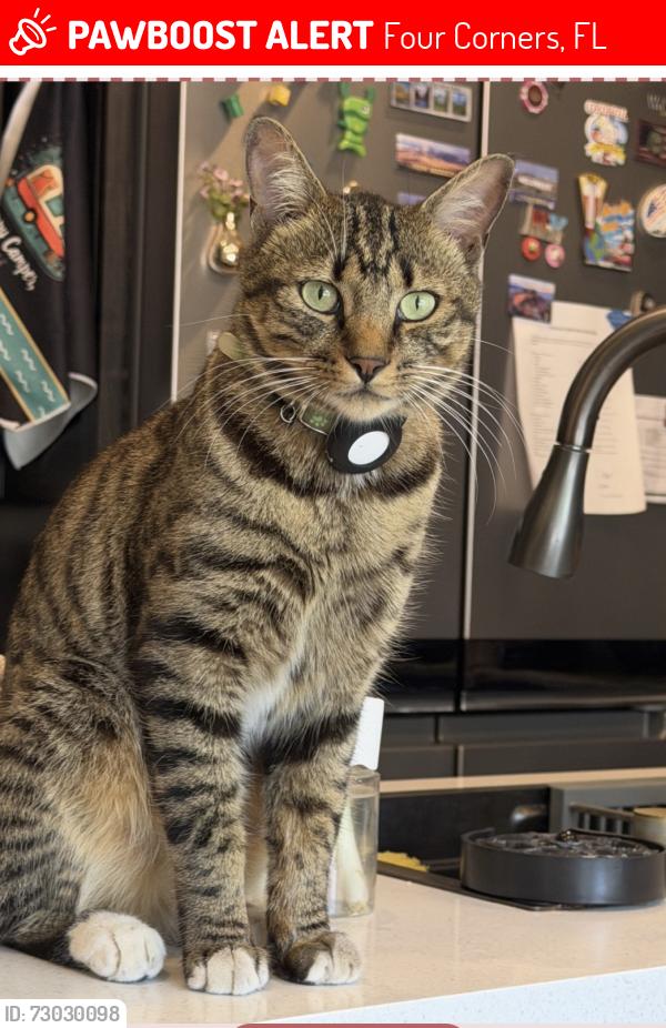 Lost Male Cat last seen Lake Magic Rv Resort, Four Corners, FL 33897
