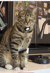 Lost Male Cat last seen Lake Magic Rv Resort, Four Corners, FL 33897