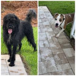 Reunited Male Dog last seen Old Bicycle and Plantation Dr, Panama City, FL 32404