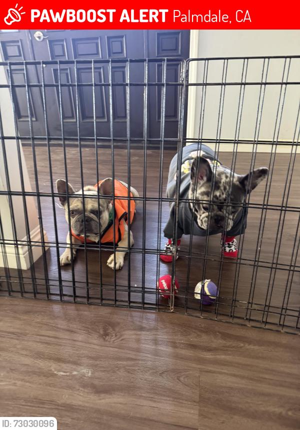 Lost Female Dog last seen Ave Q and Palmdale blvd, Palmdale, CA 93550
