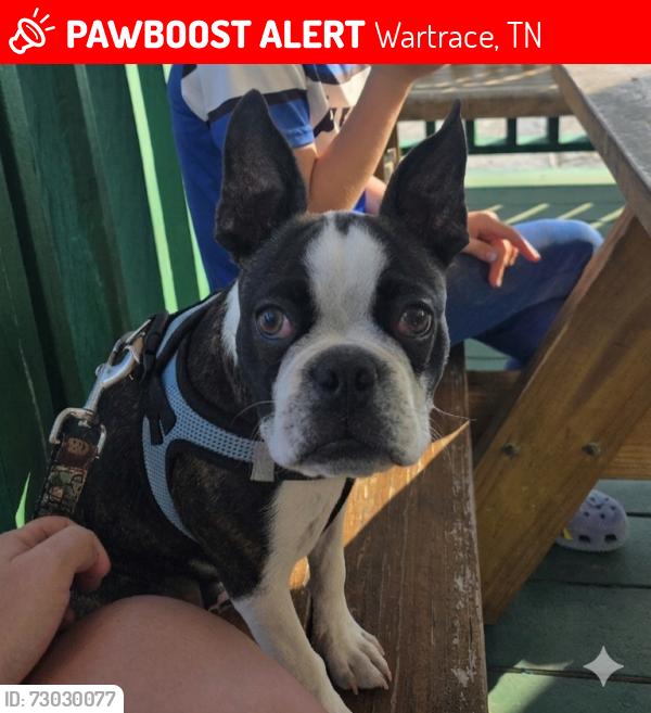 Lost Male Dog last seen McKinley Street, Wartrace, TN 37183