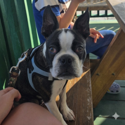 Lost Male Dog last seen McKinley Street, Wartrace, TN 37183