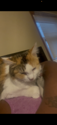 Lost Female Cat last seen Chase st and Edward’s, Wichita, KS 67213