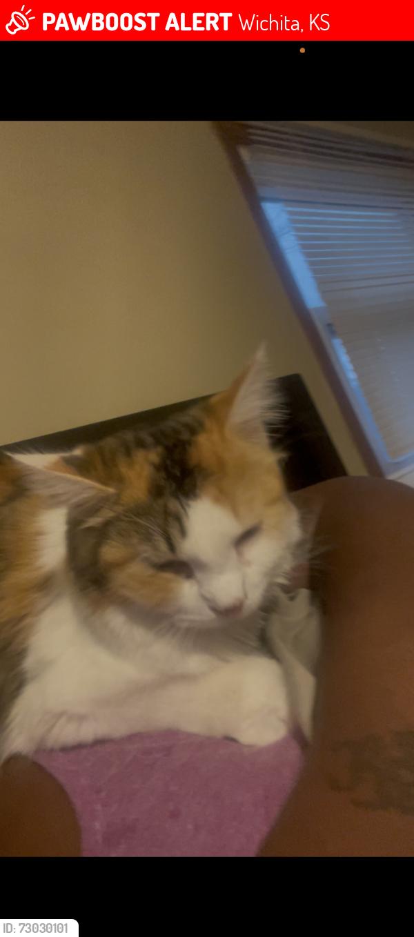 Lost Female Cat last seen Chase st and Edward’s, Wichita, KS 67213