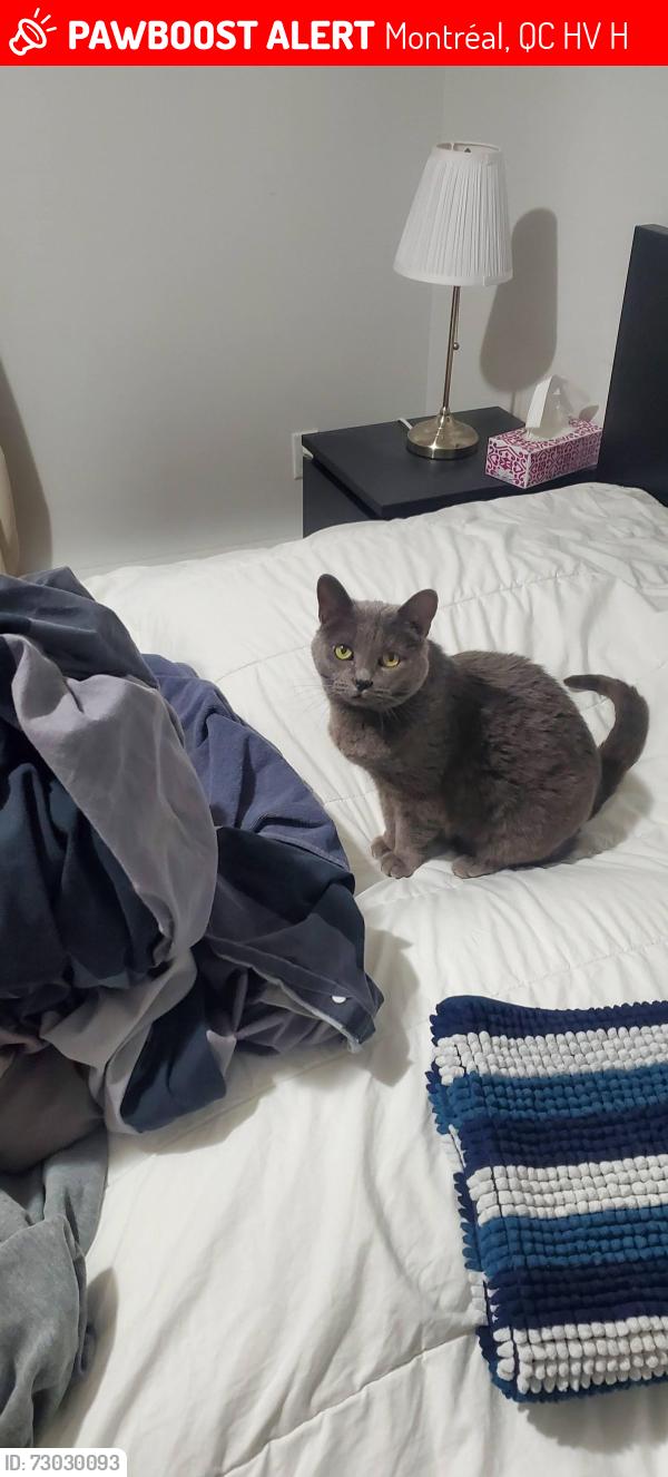 Lost Female Cat last seen Ontario-Viau , Montréal, QC H1V 3H1