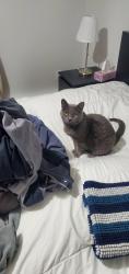 Lost Female Cat last seen Ontario-Viau , Montréal, QC H1V 3H1