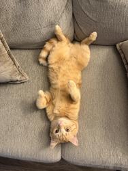 Reunited Male Cat last seen Orchard Village apmts, Aurora, IL 60506