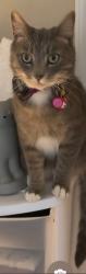 Lost Male Cat last seen New Village Dr, Christiansburg, VA 24073