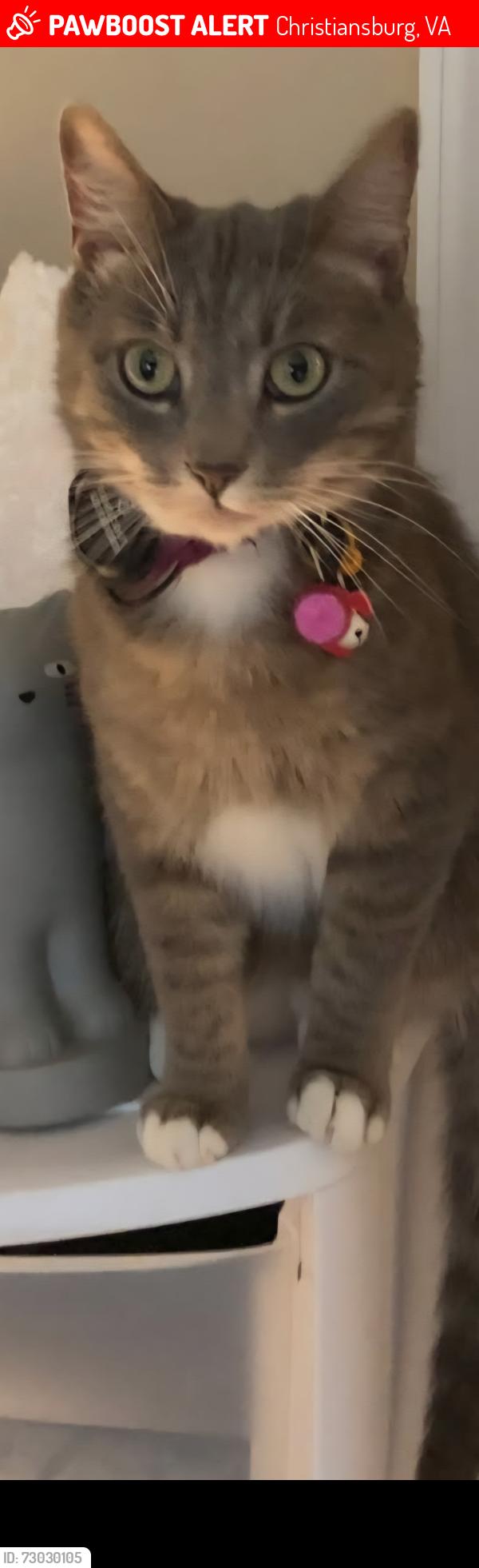Lost Male Cat last seen New Village Dr, Christiansburg, VA 24073