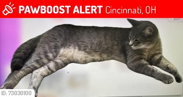 Lost Male Cat last seen wooded ravine between Observatory and Dillon Ave in Ault Park, Cincinnati, Cincinnati, OH 45208