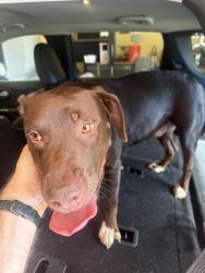 Found/Stray Unknown Dog last seen Porter and Tecumseh, Norman, OK 73069