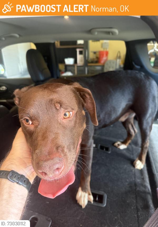 Found/Stray Unknown Dog last seen Porter and Tecumseh, Norman, OK 73069