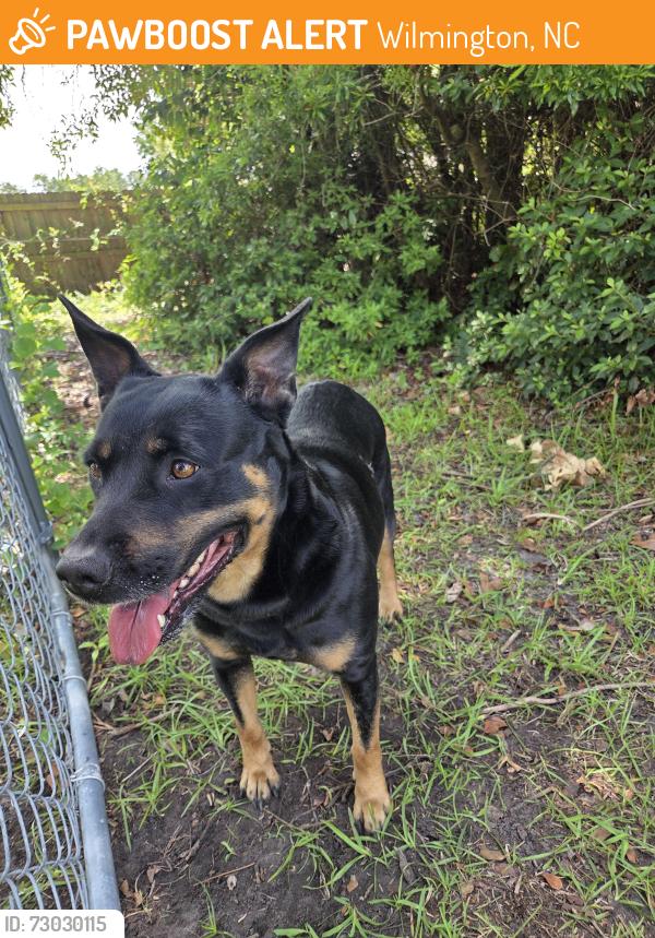Found/Stray Female Dog last seen Norwich Rd and Middlesex Rd, Ogden / Kings Grant, Wilmington, NC 28405