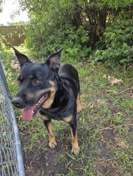 Found/Stray Female Dog last seen Norwich Rd and Middlesex Rd, Ogden / Kings Grant, Wilmington, NC 28405