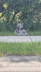 Found/Stray Unknown Dog last seen Marvin C Zanders, Apopka, FL 32703
