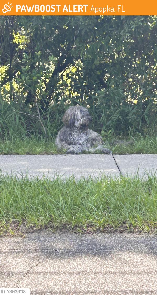 Found/Stray Unknown Dog last seen Marvin C Zanders, Apopka, FL 32703