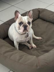 Found/Stray Female Dog last seen Mitchell Moore Park, Pompano Beach, FL 33060