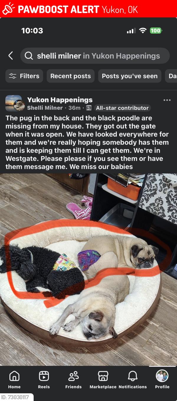 Lost Male Dog last seen Bluegrass Lane and SW 4th Street, Yukon, OK 73099