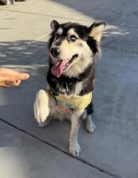 Reunited Female Dog last seen Near Summit Ridge Dr, Walnut, CA 91789, USA, Walnut, CA 91789