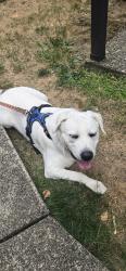 Found/Stray Male Dog last seen Tualatin library, Tualatin, OR 97062