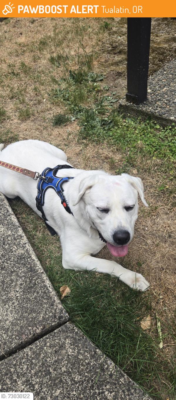 Found/Stray Male Dog last seen Tualatin library, Tualatin, OR 97062