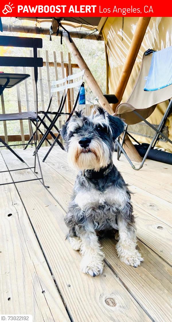 Lost Male Dog last seen Near Lucile Ave, Los Angeles, CA 90026, Los Angeles, CA 90026