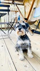 Lost Male Dog last seen Near Lucile Ave, Los Angeles, CA 90026, Los Angeles, CA 90026