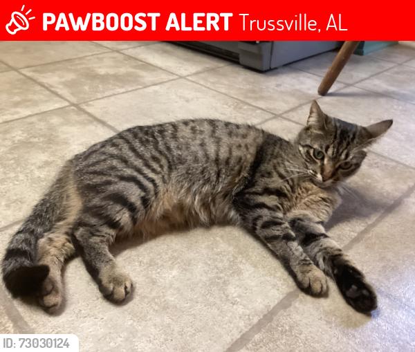 Lost Female Cat last seen Carrollwood, Candlewood, Lake Vista, Trussville, AL 35173