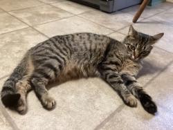 Lost Female Cat last seen Carrollwood, Candlewood, Lake Vista, Trussville, AL 35173