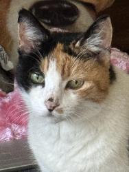 Found/Stray Female Cat last seen Mulford sycamore, Winter Park, FL 32789