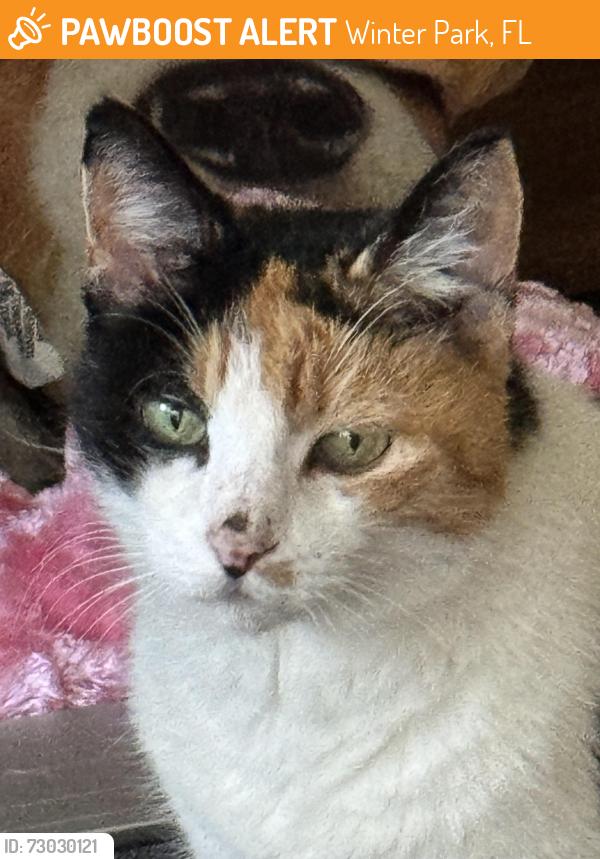 Found/Stray Female Cat last seen Mulford sycamore, Winter Park, FL 32789