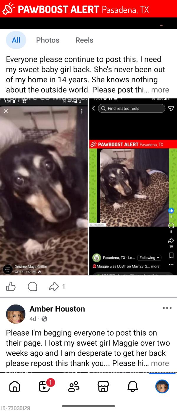 Lost Female Dog last seen Jackson st bim pasadena, Pasadena, TX 77506