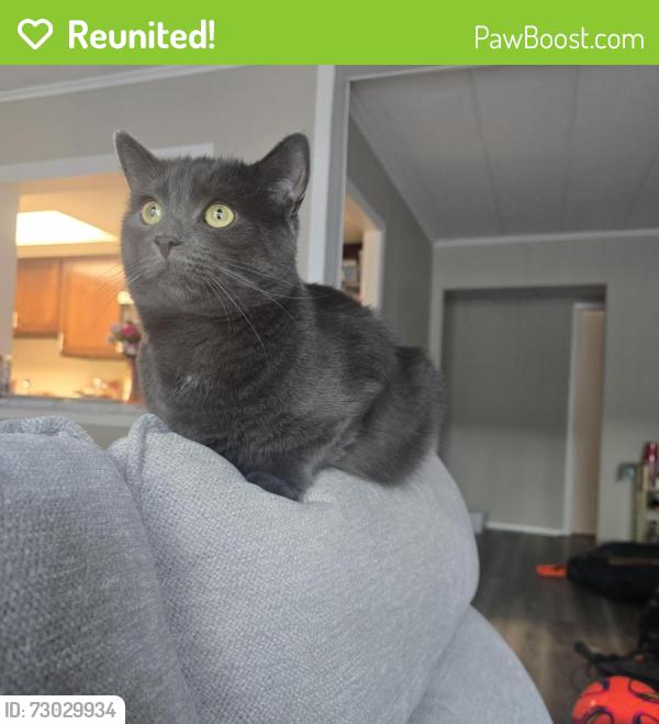 Reunited Male Cat last seen Hyatt hotel, New York, NY 10018