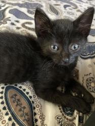 Shelter Stray Male Cat last seen NE 122nd and Glisan, PORTLAND, OR, 97230, 1700 W Historic Columbia River Hwy, Troutdale, OR 97060, USA