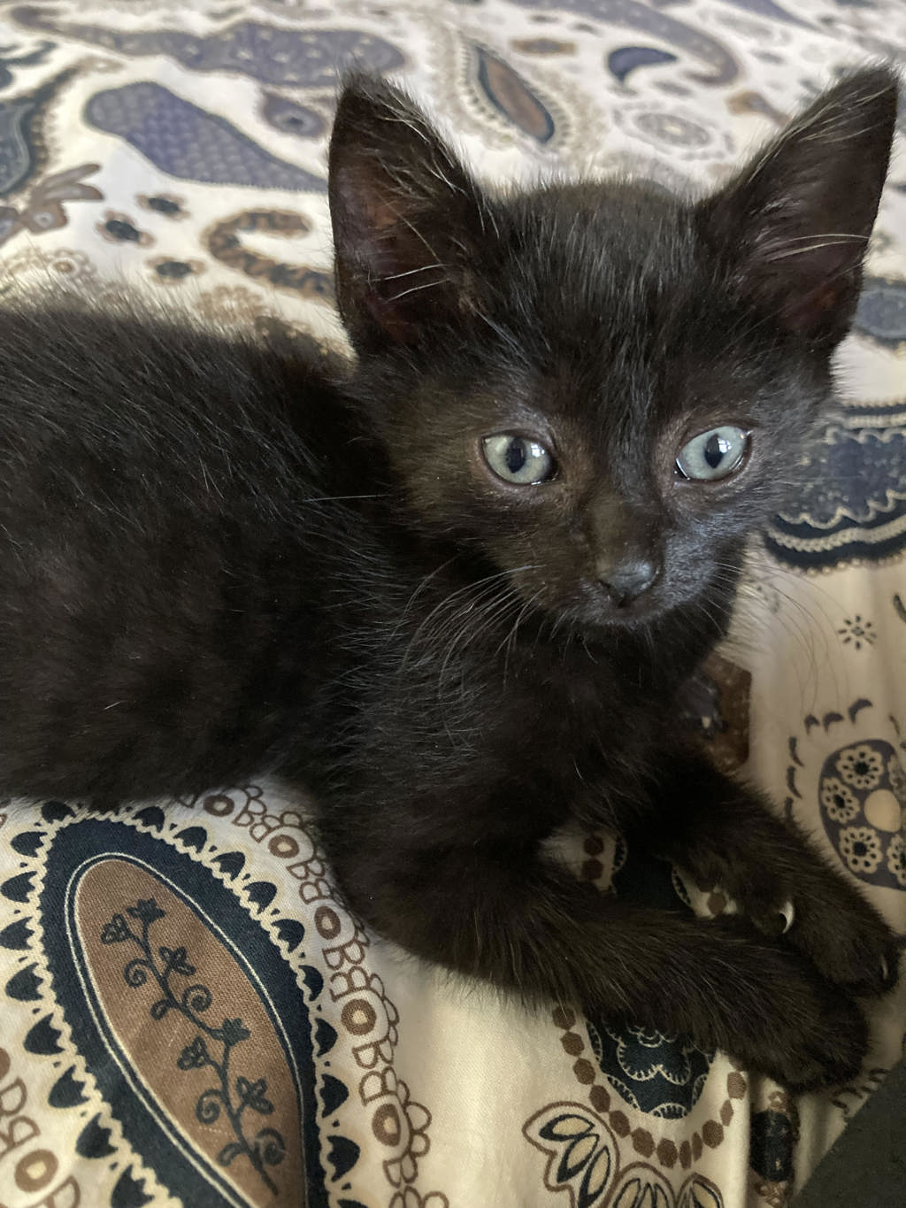Shelter Stray Male Cat last seen NE 122nd and Glisan, PORTLAND, OR, 97230, 1700 W Historic Columbia River Hwy, Troutdale, OR 97060, USA