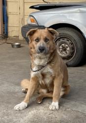 Reunited Male Dog last seen Harbor view and Dominguez st, Carson, CA 90745