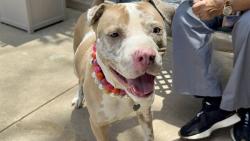 Shelter Stray Female Dog last seen Leverett Avenue, STATEN ISLAND, NY, 10312, 3139 Veterans Rd W, Staten Island, NY 10309, USA