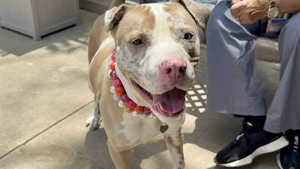 Shelter Stray Female Dog last seen Leverett Avenue, STATEN ISLAND, NY, 10312, 3139 Veterans Rd W, Staten Island, NY 10309, USA