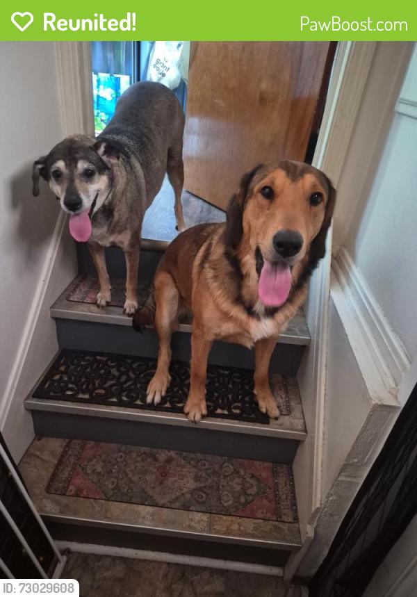 Reunited Unknown Dog last seen Farringdon ave, Euclid, ohio , Euclid, OH 44132