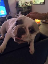 Reunited Female Dog last seen Unknown , Broward County, FL 33323