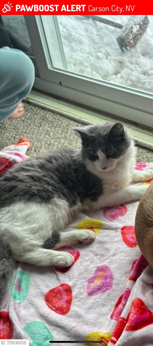 Lost Male Cat last seen Closet neighbor to the sol, Carson City, NV 89704