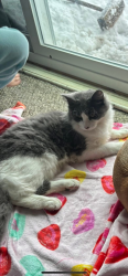 Lost Male Cat last seen Closet neighbor to the sol, Carson City, NV 89704