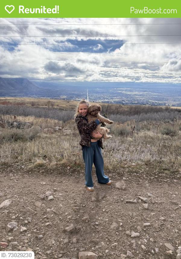 Reunited Male Dog last seen Pole patch, 900 W, Pleasant View, UT 84414