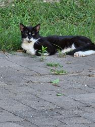 Found/Stray Male Cat last seen Forest Grove, Lucas, TX 75002