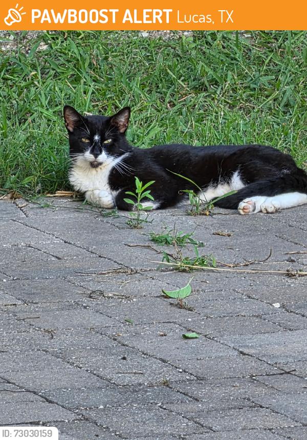 Found/Stray Male Cat last seen Forest Grove, Lucas, TX 75002