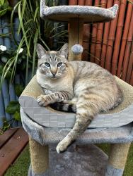 Lost Male Cat last seen Near Prospect Coffee, Ventura, CA 93001