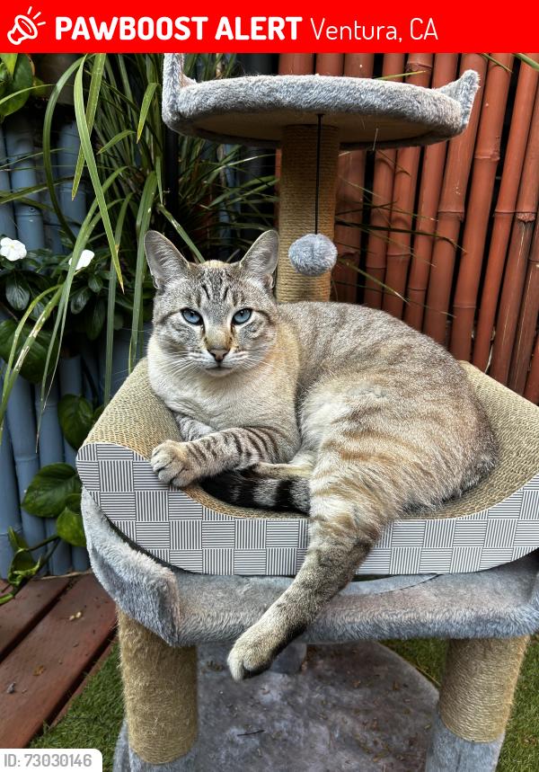 Lost Male Cat last seen Near Prospect Coffee, Ventura, CA 93001
