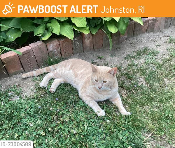 Found/Stray Male Cat last seen Borden Avenue and Flanders Street Johnston, Johnston, RI 02919