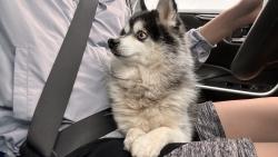 Reunited Male Dog last seen 35th and 99, Lynnwood, WA 98087
