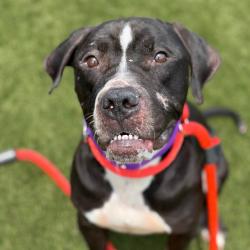 Shelter Stray Male Dog last seen , Animal Care & Control Team of Philly, 111 W Hunting Park Ave, Philadelphia, PA 19140, USA